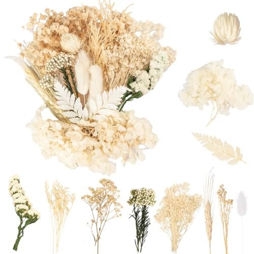 LAUMOE Trockenblumen, Getrocknete Blumen, Trockenblumen Zum Basteln Mini Trockenblumen klein für Kunst Basteln DIY Harz Scrapbooking Handwerk Karten Mache