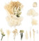 LAUMOE Trockenblumen, Getrocknete Blumen, Trockenblumen Zum Basteln Mini Trockenblumen Trockenblumen klein für Kunst Basteln DIY Harz Scrapbooking Handwerk Karten Mache