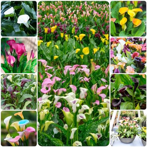 6 pcs zwiebeln calla pflanze winterhart - blumenzwiebeln winterhart dekoration Calla Lilien,Zantedeschia aethiopica, gartenpflanzen winterhart mehrjährig knollen geschenke