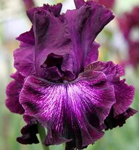 Bulbi iris|Bouquet di fiori carini che ondeggiano al vento|piante grasse particolari|Fragranza affascinante-1,2bulbis