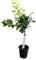 Naranjo en Maceta Grande Árbol Frutal Natural para Huertos y Jardines