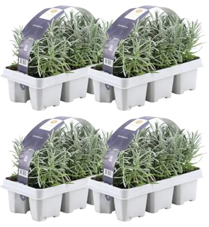 Echter Lavendel – Lavandula angustifolia – Ø7 cm x H15 cm – 24 Pflanzen – Duftend & pflegeleicht – Für Balkon, Terrasse & Beet – Mediterrane Schönheit