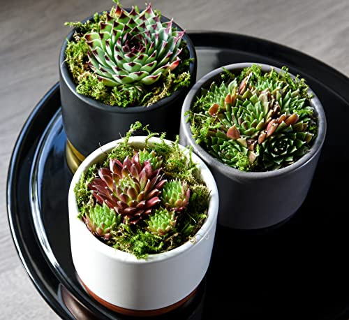 Indoor Succulents Sempervivum Plants, Mixed Potted House Plants Easy to Grow for Home, Office & Conservatory, 3 x 5.5cm pots by Thompson & Morgan