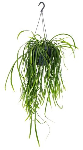 Cactus colgante – Lepismium bolivianum – Pfeiffera – Cactus sin espinas – 15 cm