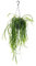Cactus colgante – Lepismium bolivianum – Pfeiffera – Cactus sin espinas – 15 cm