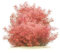 Rotala rotundifolia H'Ra - in vitro - 5,5cm Bechergröße - Hintergrund Wasserpflanzen für Aquarien
