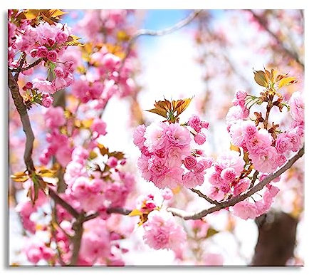 Schöne Kirschblüten Herdabdeckplatte & Spritzschutz aus Echtglas | Für Herd-Kochfelder | 60x52 cm