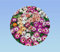 500 graines de ficoide - tapis magique - fleurs mixtes - plante vivace