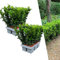 Plants by Frank | 12 Grüne Spindelstrauch Heckenpflanzen | Euonymus japonicus 'Green Spire' | Buchsbaum ersatz | winterharten Heckenpflanzen | Immergrüne Hecke