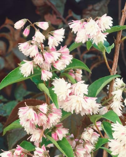 Raue Deutzie 'Codsall Pink' 80-100 cm Topf Deutzia scabra winterhart | sommergrün, überhängender Wuchs, gefüllte rosa Blüten Juni-Juli, sonnig bis halbschattig, winterhart bis -20 °C