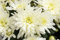 Chrysanthemum x hort.'Larry' ca. 9x9 cm Topf - Garten-Chrysantheme, rosa Blüten, Blütezeit Herbst, ideal für Beete und Kübel, pflegeleicht und winterhart