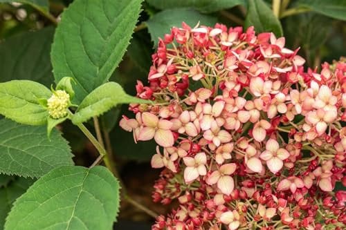 Hydrangea arborescens 'Ruby Annabelle' 40-60 cm – Winterhart, Mehrjährig, Pflegeleicht – Hortensie – Blütenstrauch für Garten & Beet