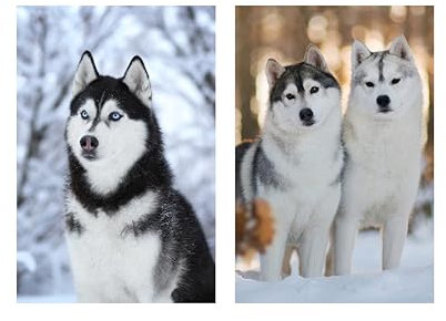 Poster Sibirischer Husky-Hund, personalisierbar, für Wohnzimmer, Schlafzimmer, 30,5 x 40,6 cm (Sibirischer Husky-Hund), 2 Stück