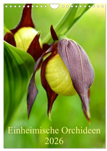 Einheimische Orchideen (Wandkalender 2026 DIN A4 hoch), CALVENDO Monatskalender: Die schönsten einheimischen Orchideen in Deutschland (CALVENDO Natur)