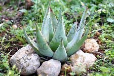 Rara Aloe REITZII de plata exótica de color gris cacto suculento rojo Semilla - 10 Semillas