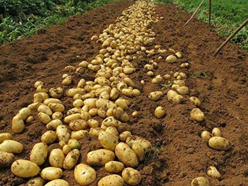 Bloom Green Co. 100pcs Giant & amp; I semi di patate viola anti-rughe Nutrizione verde vegetale per il giardino domestico di semina di piante di patate giardino rare: 4