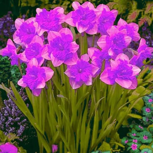 Narciso bulbo,Narcisos flores naturales bulbo,bulbos De Narcisos,hierbas Perennes,Bulbos de narciso,Narciso Planta,decoración del hogar,narcisos amarillos,narcisos flores.-10bulbos-D