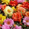 Portulaca Moos Rose Mix Bodendecker Seeds (Portulakröschen) 200 + Seeds
