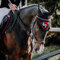 Sunride Fliegenhaube SQ - dämpft Umgebungsgeräusche, schützt vor Insekten, pflegeleicht (Pony, schwarz/rot)