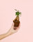 Ficus Microcarpa | Mini Planta Natural Terrario | Pur Plant