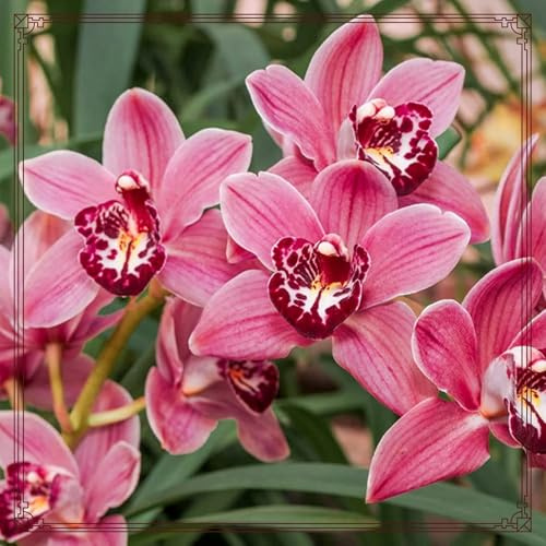 MehrjäHrig Phalaenopsis Orchideen, Winterhart, Top QualitäT, Das Bunt Gemischte, Ideal für Balkon & Terrasse, Exklusive Cymbidium Orchidee,-10zwiebelns-J