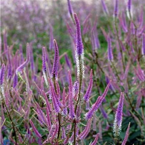 6x Kandelaberehrenpreis 'Fascination' - Veronicastrum virginicum ‘Fascination’ - Topf 9x9cm
