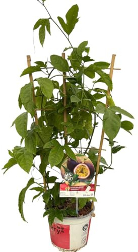 Maracuja Edulis - Passionsfrucht Pflanze aus der Gärtnerei