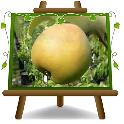Birnbaum Birne Passa Crassana - Obstpflanzen antik auf Blumentopf einer Vase von 20 - Baum max 170 cm – 2 Jahre Anbau Italien