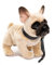 Uni-Toys - Französische Bulldogge (beige), mit Leine - 27 cm (Länge) - Plüsch-Hund, Dogge, Haustier - Plüschtier, Kuscheltier