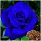 100 Semillas de Rosas Azules - Flores Únicas para Jardín, Macetas y Decoración del Hogar - Plantas Raras de Crecimiento Rápido y Colores Vivos (Azul)