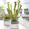 Sarracenia Smoorii - Trompeten-Kannenpflanze | Bunte Fliegenfallen-Pflanzen für den Innenbereich