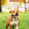 Red Robin Monats-Wandkalender 2025, American Staffordshire Terrier, 30,5 x 61 cm offen, hochwertiges dickes und stabiles Papier, 12-Monatskalender, plastikfrei, 4-Monats-Übergangsseite für 2024