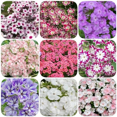 800 pcs phlox stauden bodendecker winterhart mehrjährig samen - winterfeste pflanzen für balkon pflanze bienenwiese saatgut blumensamen kräutergarten geschenk kleine geschenke topfpflanzen
