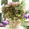 1 x Tradescantia zebrina | Lebendige Vier-Farben-Pflanze