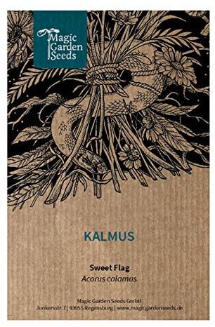Kalmus (Acorus calamus) - ca. 20 Samen