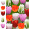 The Bulb Farmers - 80 x Tulpen 'The Classics' Paket - Blumenzwiebeln direkt vom Züchter - Frühjahrsblüher - Zwiebelgröße die optimale Größe für den Garten