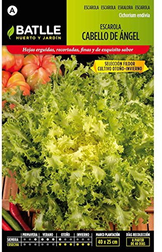 Semillas de Escarola Cabello de Ángel sel. Fildor