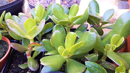 CORNWALLPLANTS CRASSULA OVATA Jade Plant / Money Plant Great HOUSEPLANT, green, 7CM POT