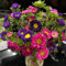 300 Pcs Callistephus Samen, Blumendeko, Pflanzen Für Sonnige Plätze, Callistephus Chinensis, Deko Blumen, Bonsai Samen Blumensamen Gastgeschenk, Stauden Winterhart Mehrjährig Winterharte