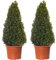 Buchsbaum-Pyramiden - Buxus-Sträucher | 2er-Pack | Immergrüne Topfpflanze 60-70cm