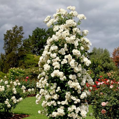 Rose 'Climbing Iceberg' - Free-Flowering Climbing Rose | Double White Flowers | Vigorous Growth | 3m Height - 1x 4 Litre Potted Plant by Thompson & Morgan