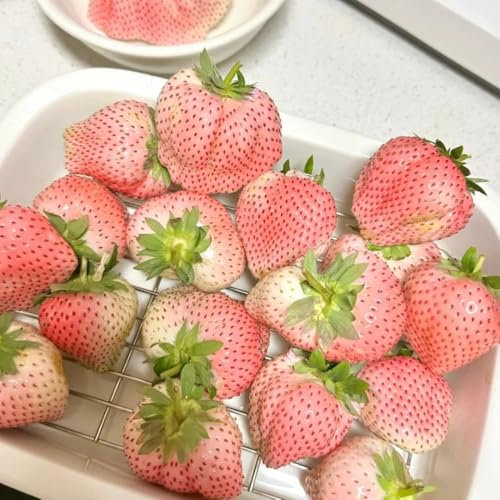 erdbeeren samen bio - obst, pflanzen erdbeer samen obstbäume kaufen, ostergeschenke biosaatgut, garten-geschenke pflanzen balkon, bonsai samen bonsai baum, gewächshaus obstbäume, 400pcs