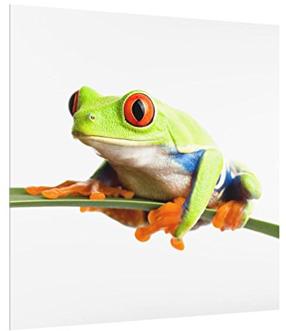 Fond de hotte en verre magnétique épaisseur 4mm animaux crédence cuisine verre trempé avec motif panneau mural vert tableau magnétique cuisine cuisinière 2013 (60x59cm)