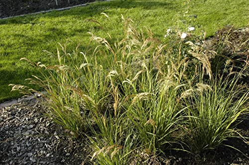 Achnatherum calamagrostis 'Algäu' ca. 9x9 cm Topf, Silberährengras, zarte silberne Blütenähren, ideal für Rabatten, trockenheitsresistent, pflegeleicht
