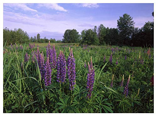 Opere d'Arte Italia Lupine in Prato Vicino alla Spiaggia di Mezzaluna, British Columbia, Canada-Paper Art-50x38