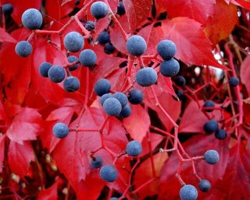 Hedera helix 100+ Seeds Parthenocissus quinquefolia English Ivy Virginia Creeper –