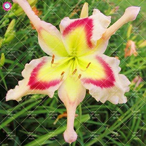 Shopmeeko 20 STÜCKE Taglilie Blumen anlage Seltene Farbe Hybrid Hemerocallis Neue Taglilie Chinesische kräuterpflanze Mehrjährige Essbare: 9