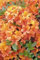 Huifang Fresh 200 Stück Rhododendron-Blumensamen zum Anpflanzen von Orangen