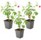 Plant in a Box - Anisodontea capensis - Kapmalve – 3er-Set - Rosa/Lila – Blühende Gartenpflanze – ⌀9 cm – Höhe 25–40 cm