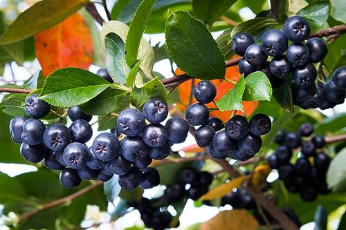 100 Samen Schwarze Apfelbeere, Eberesche Aronia melanocarpa, Beerenstrauch